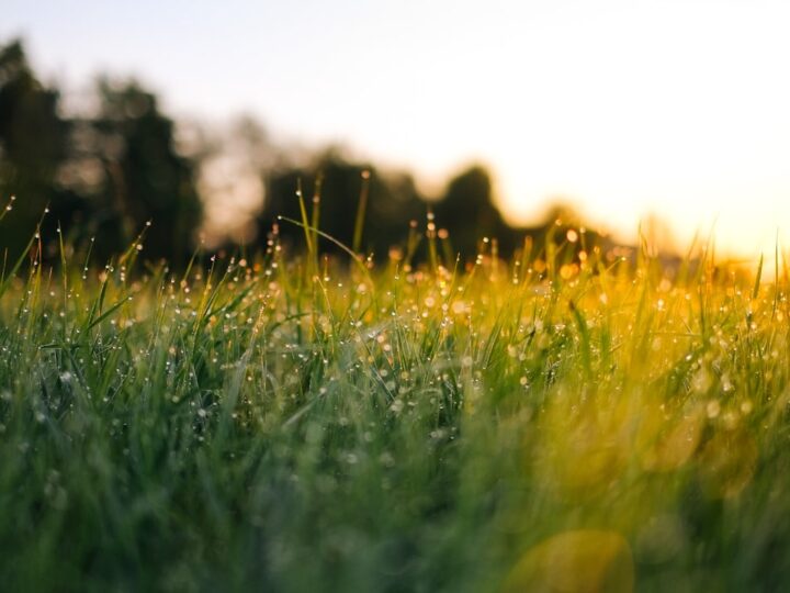 Close view of dew-covered green grass blades catching low golden light at sunrise
