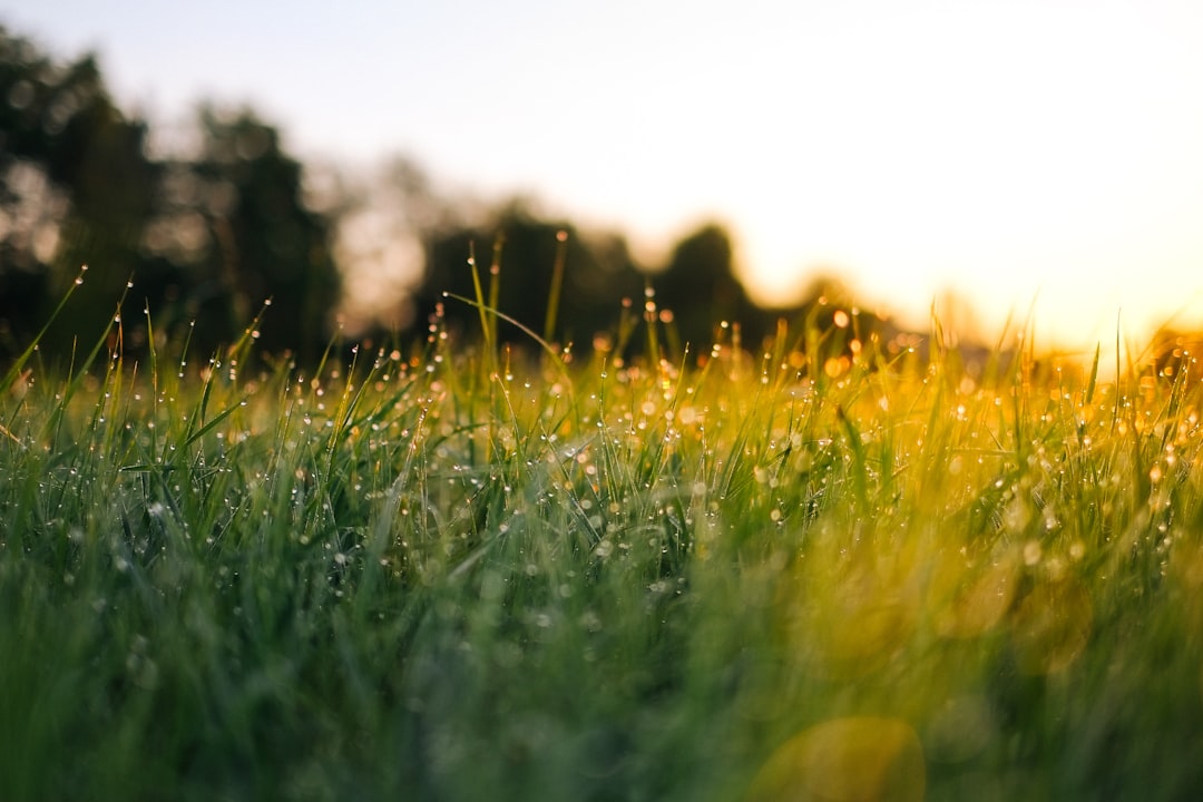 Barefoot on morning grass: an old five-minute habit