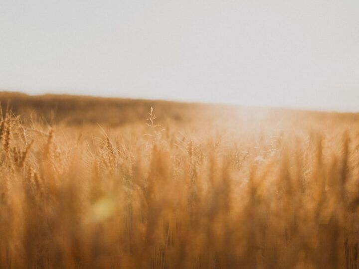 Golden wheat sheaves gathered at the season's harvest