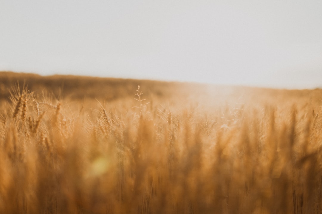 Marking harvest festivals quietly at home